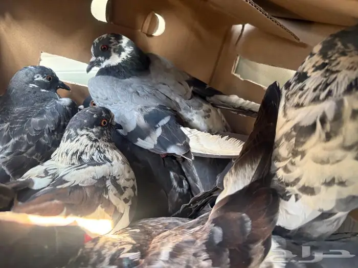 حمام للبيع 1