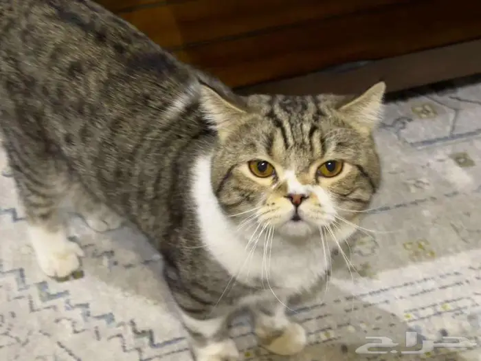 قطط للتبني 3