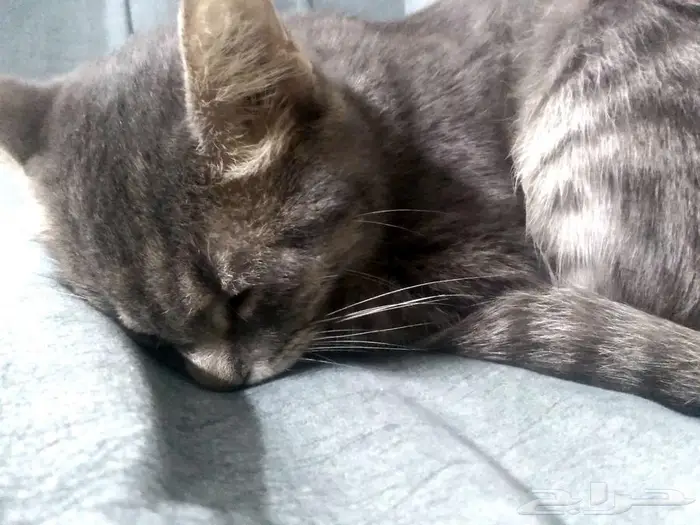 قطه لتبني عمرها 5 شهور 1