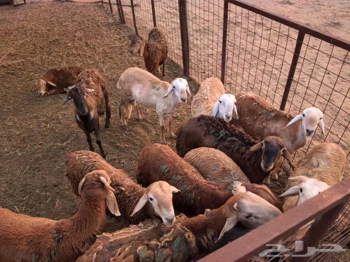 طليان سواكني تربية مقفلة شجم ولحم 6