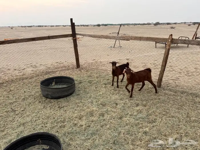 جفار محايلية أمهم كلهارية 3