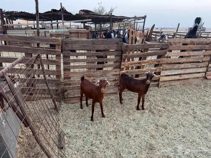 جفار محايلية أمهم كلهارية 2