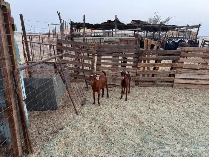 جفار محايلية أمهم كلهارية 5