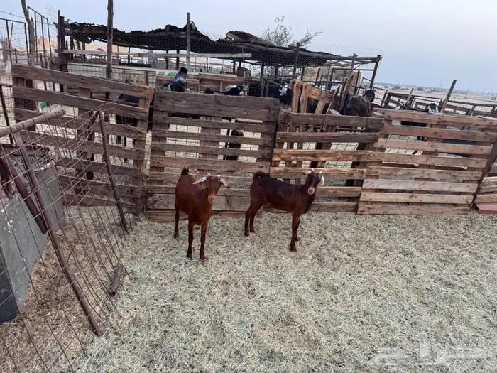 جفار محايلية أمهم كلهارية 4