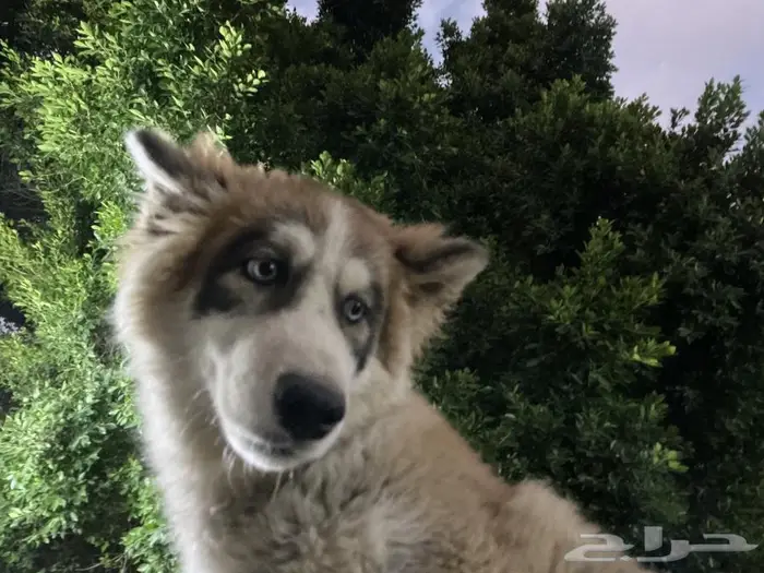 جرو هاسكي مفقود. 3