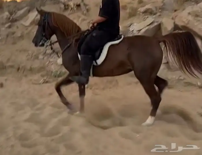 مطلوب حصان 2