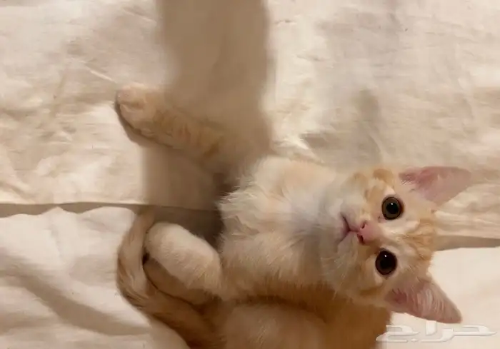 كتن شيرازي هجين برتش قطط للبيع 2