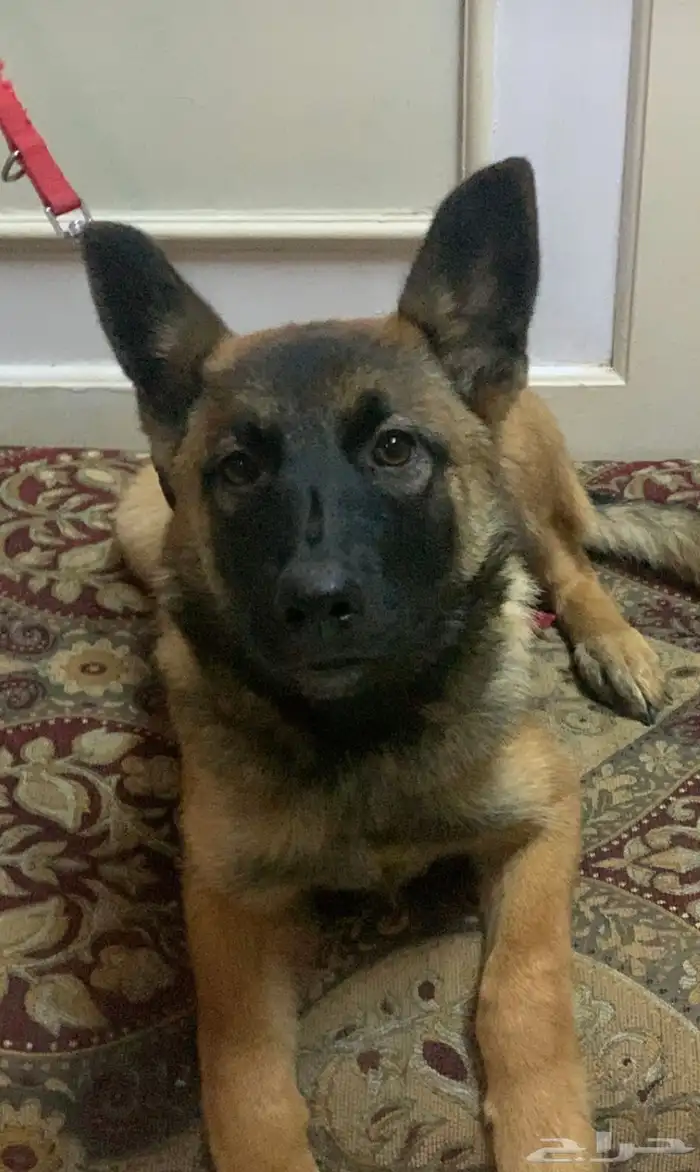 كلب   ة جيرمن مالينو .. 1