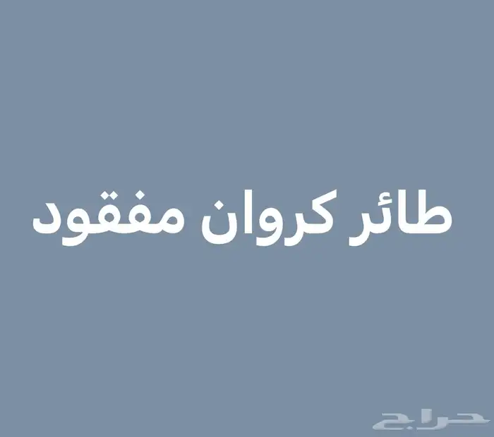 طائر كروان هولندي مفقود 0