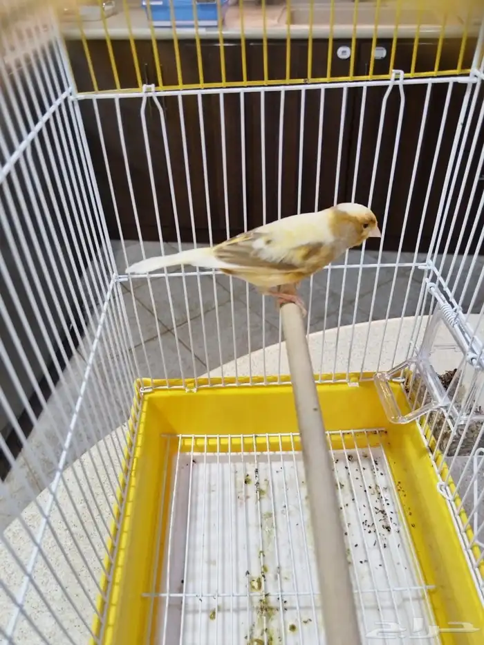 ذكورسوريه شرط الصحه والنظافه والتغريد جمله وفراقي 8