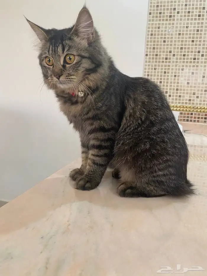 قطه مفقوده الرجاء التواصل 1