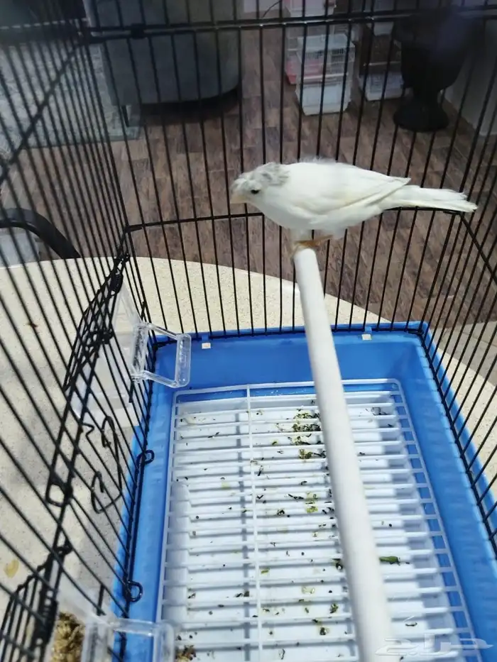 ذكورسوريه شرط الصحه والنظافه والتغريد جمله وفراقي 12