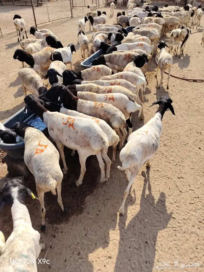 نخب أول للملاحم  تيوس وبرابر بالحجم اللي يرضيك 1