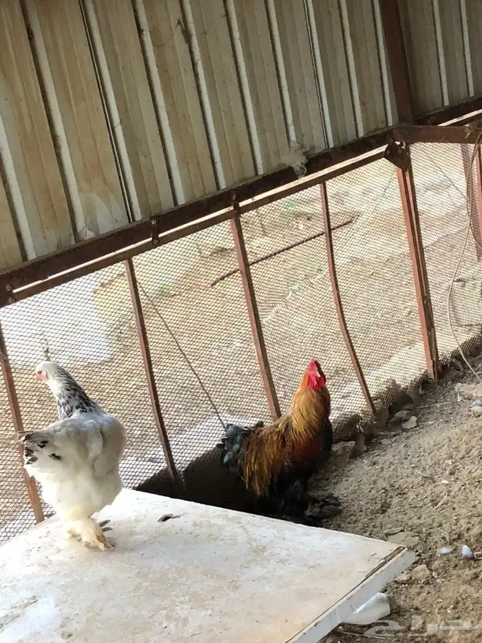 دجاج برهما 0