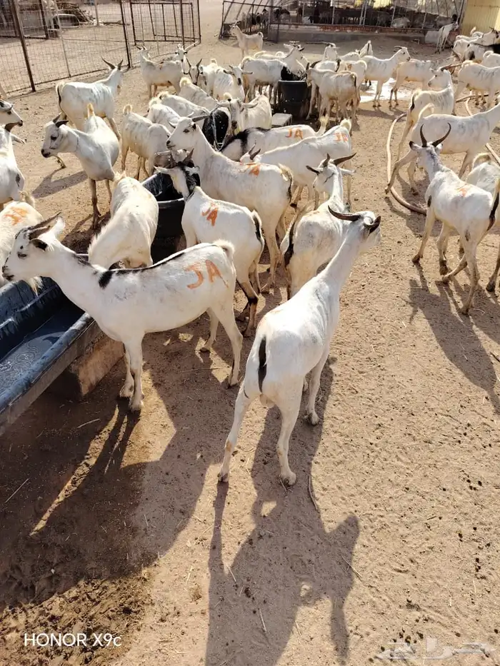 نخب أول للملاحم  تيوس وبرابر بالحجم اللي يرضيك 3