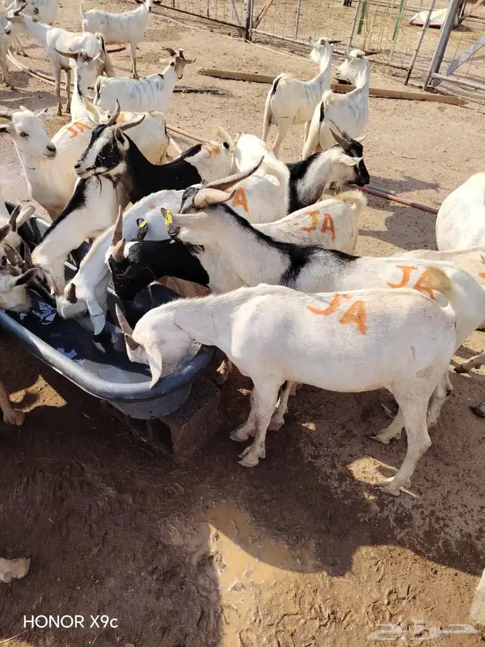 نخب أول للملاحم  تيوس وبرابر بالحجم اللي يرضيك 4