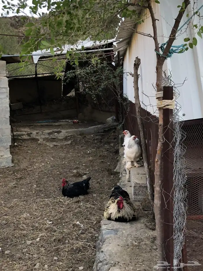 دجاج برهما 5