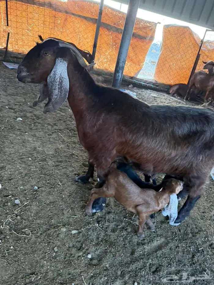 معزا شاميات ثنتين 2