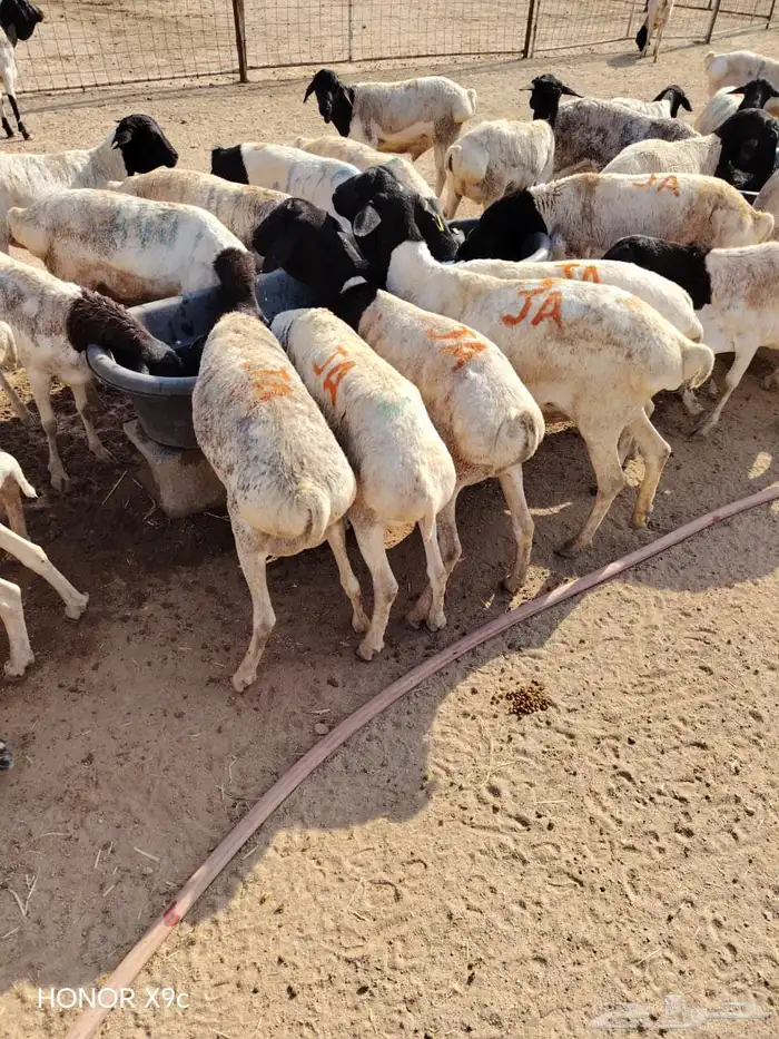 نخب أول للملاحم  تيوس وبرابر بالحجم اللي يرضيك 0