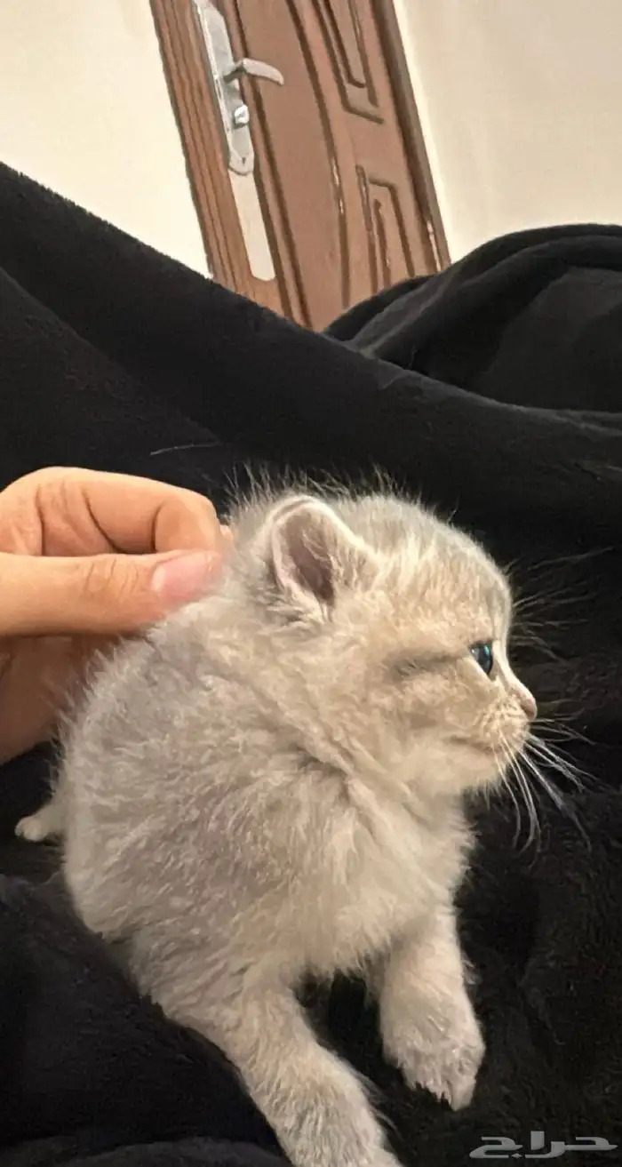 كيتن للبيع 5