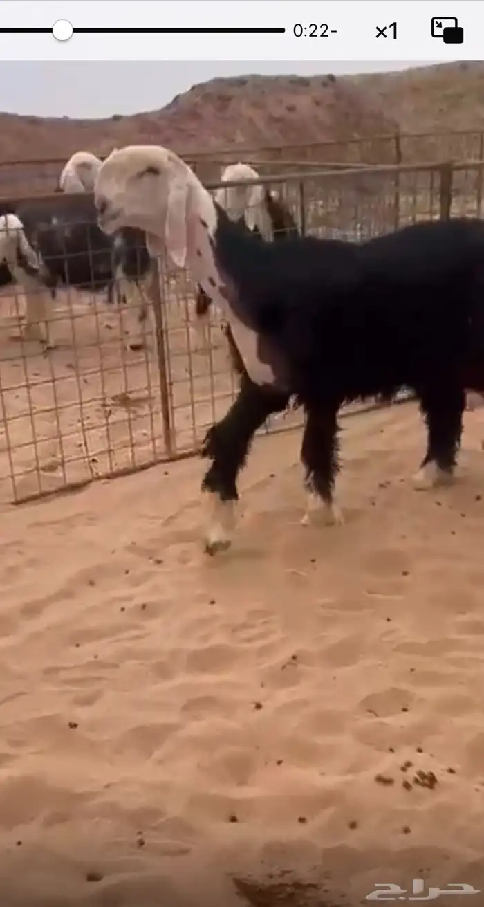 طلي نجدي فاخر 0