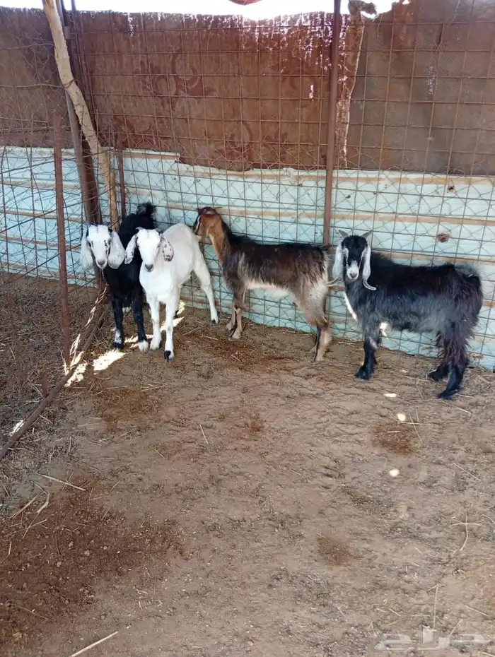 4 تيوس للبيع 1