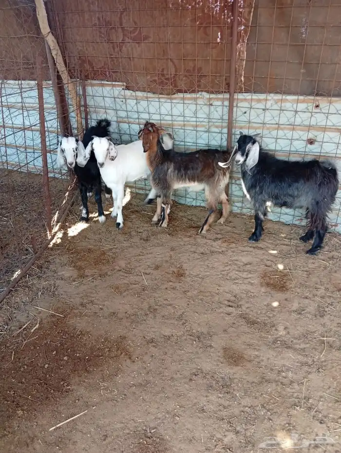 4 تيوس للبيع 0