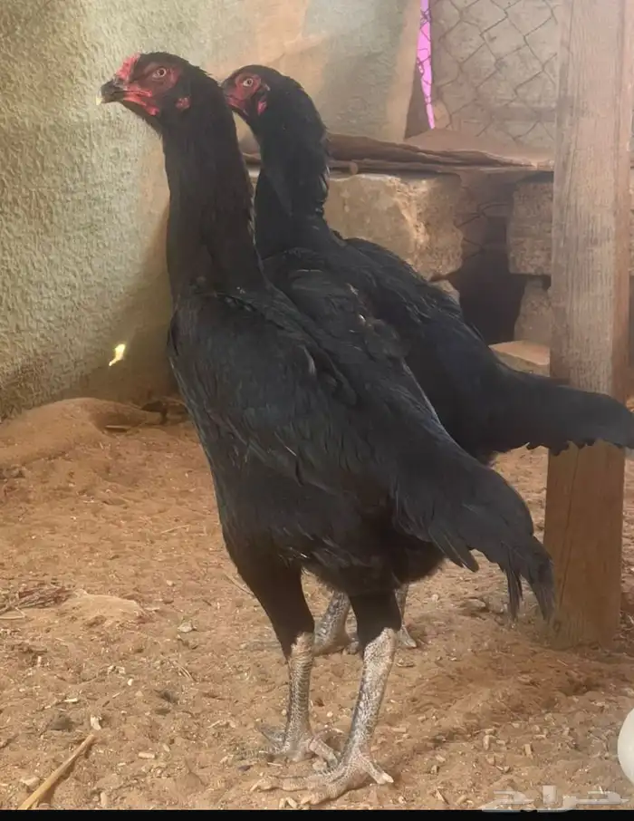 3 ديوك شامو الماني اسود 3