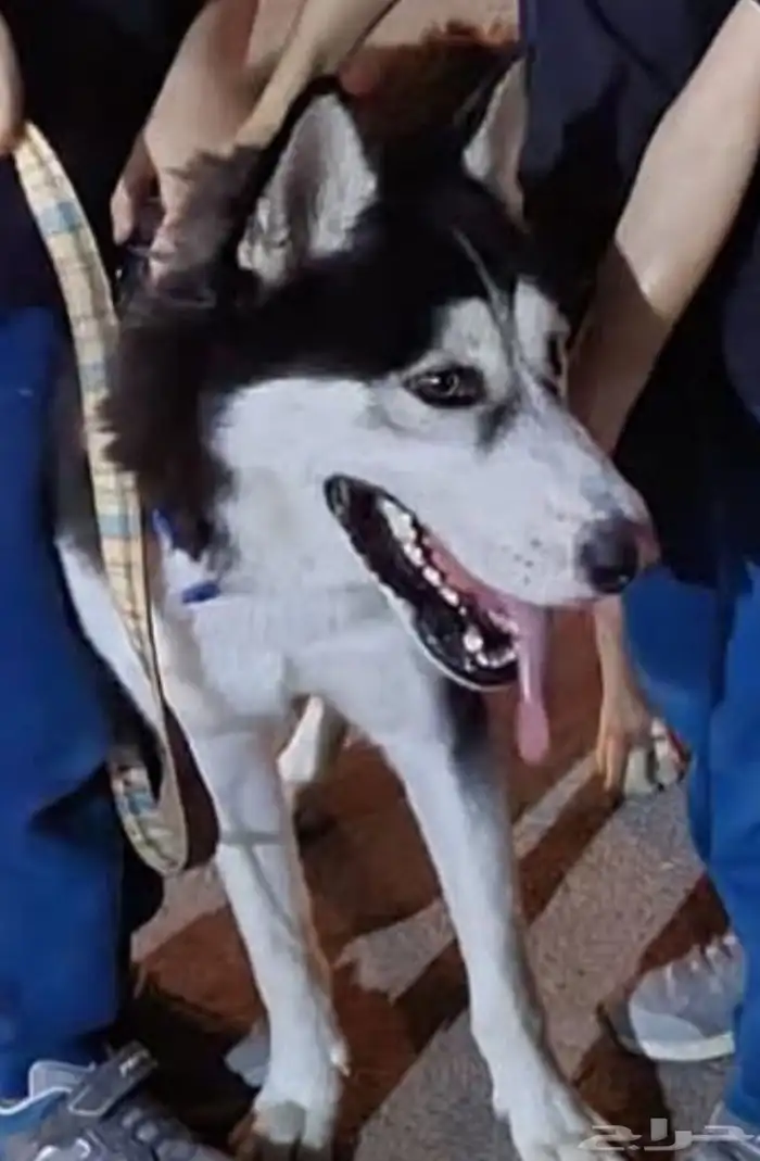 كلب ذكر هاسكي عمر 3 إلى 4 سنوات 0