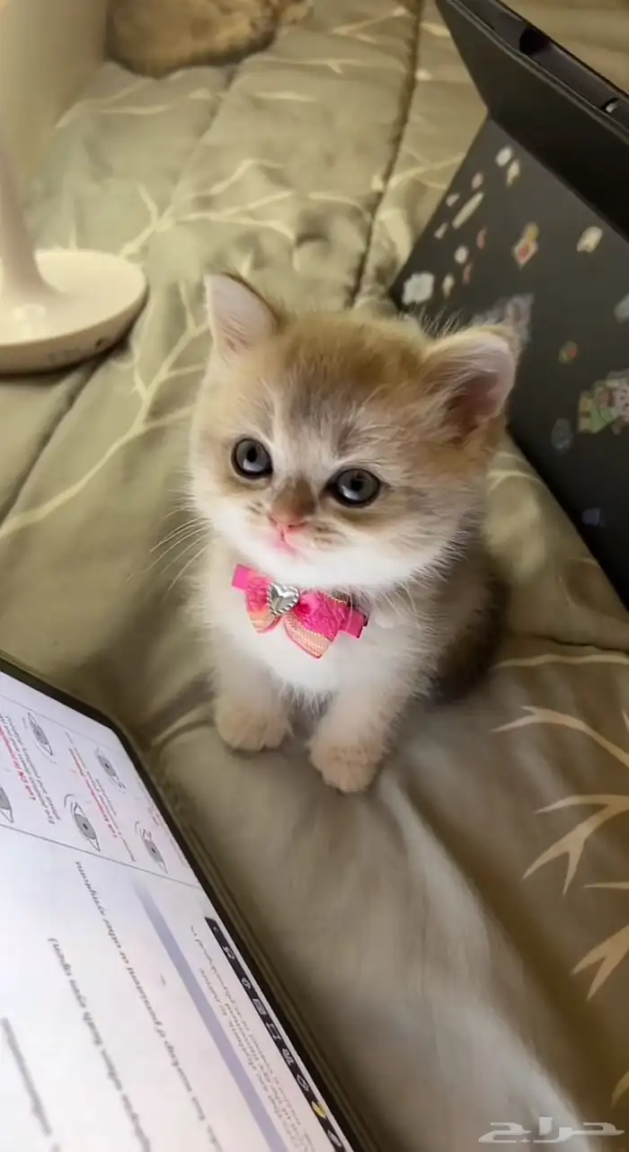 ابي قط لتبني عمر ثلاث إلى أربع شهور نفس كذا 0