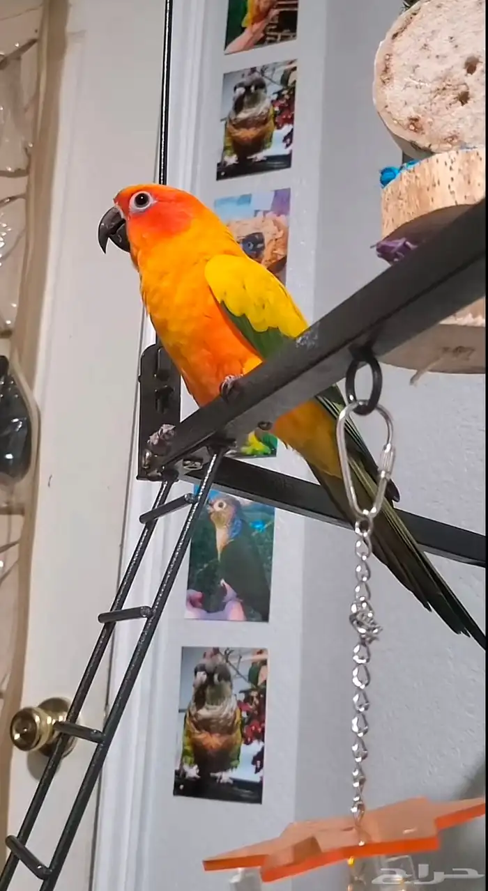 ببغاء صن كنيور وليف 1