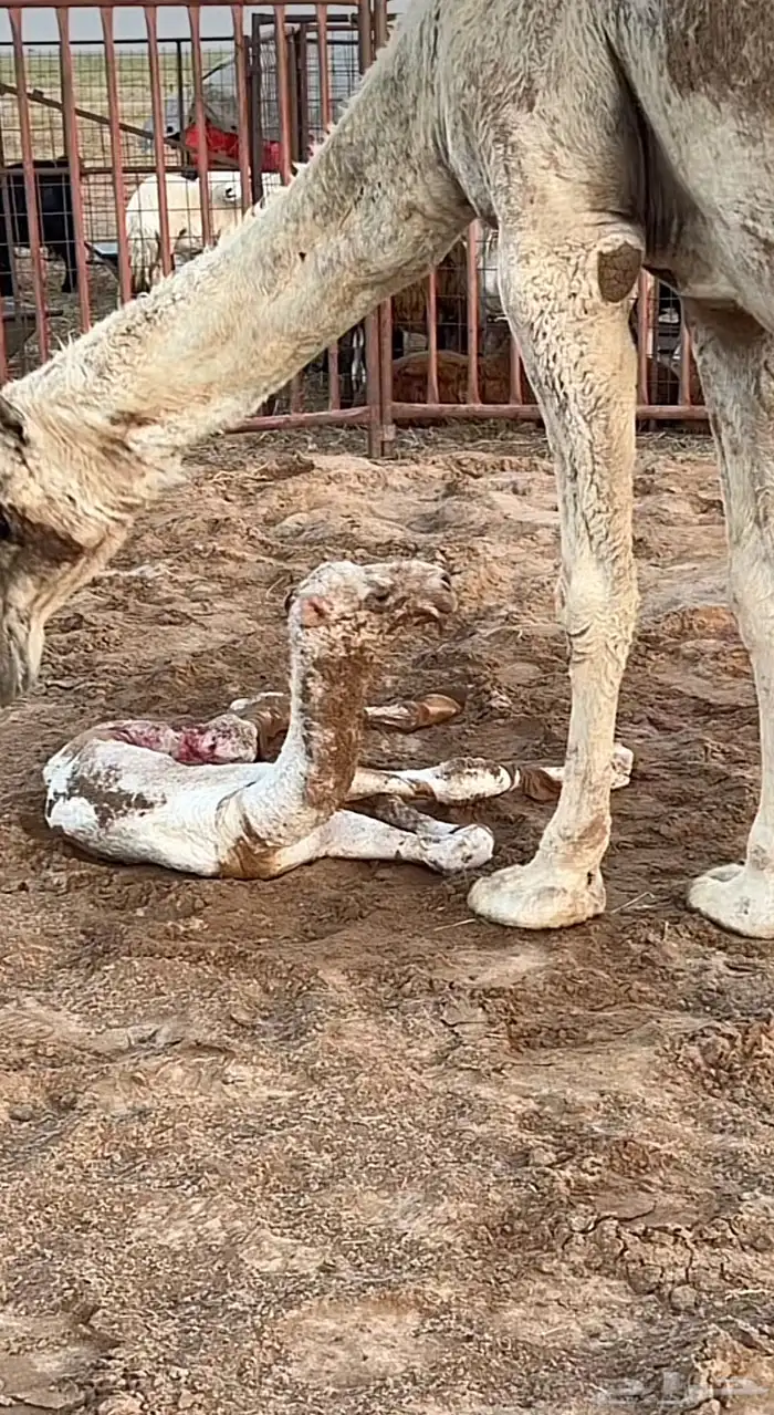 حواره فرديه 0