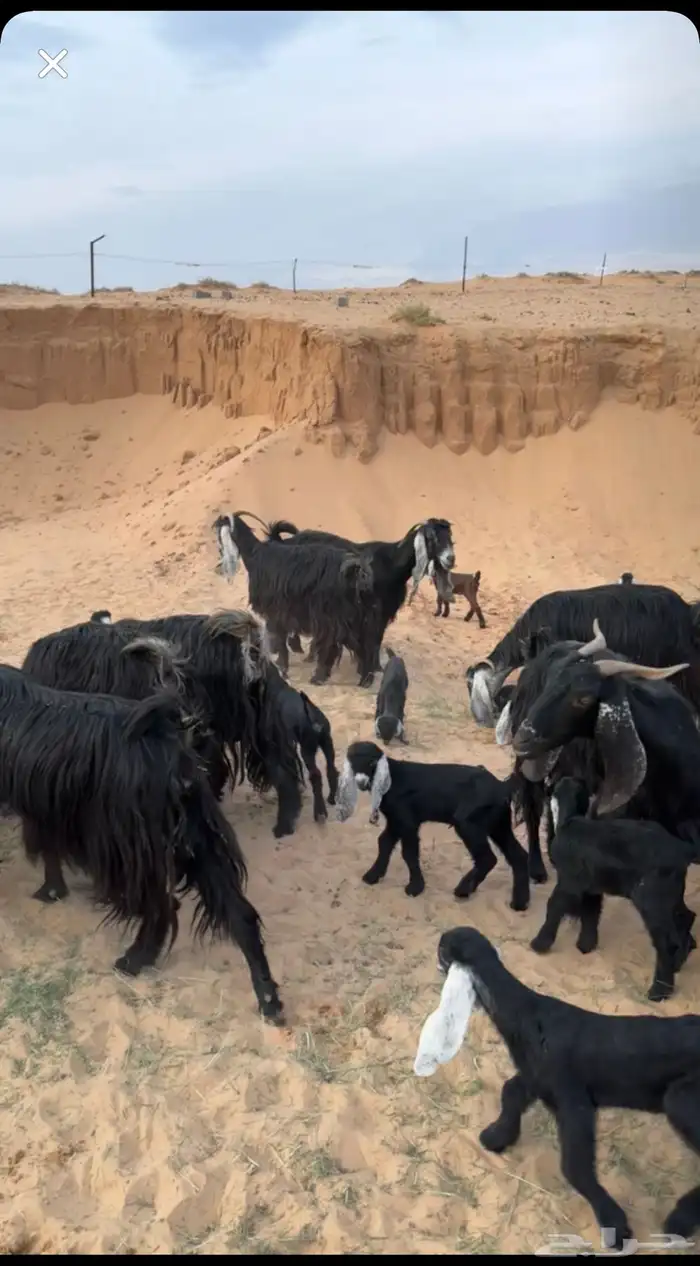 معزا عوارض مواليد 1