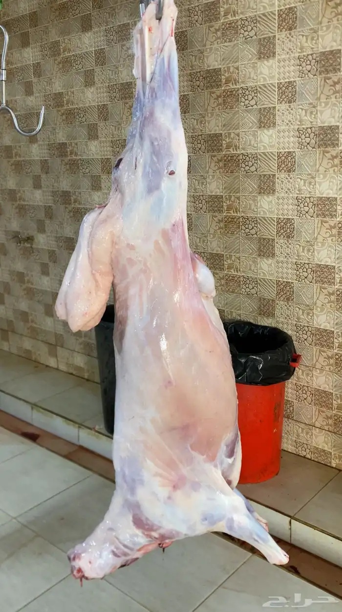 ذبايح طليان حري عقايق شي طيب ونظيف والتجربة خير برهان 0