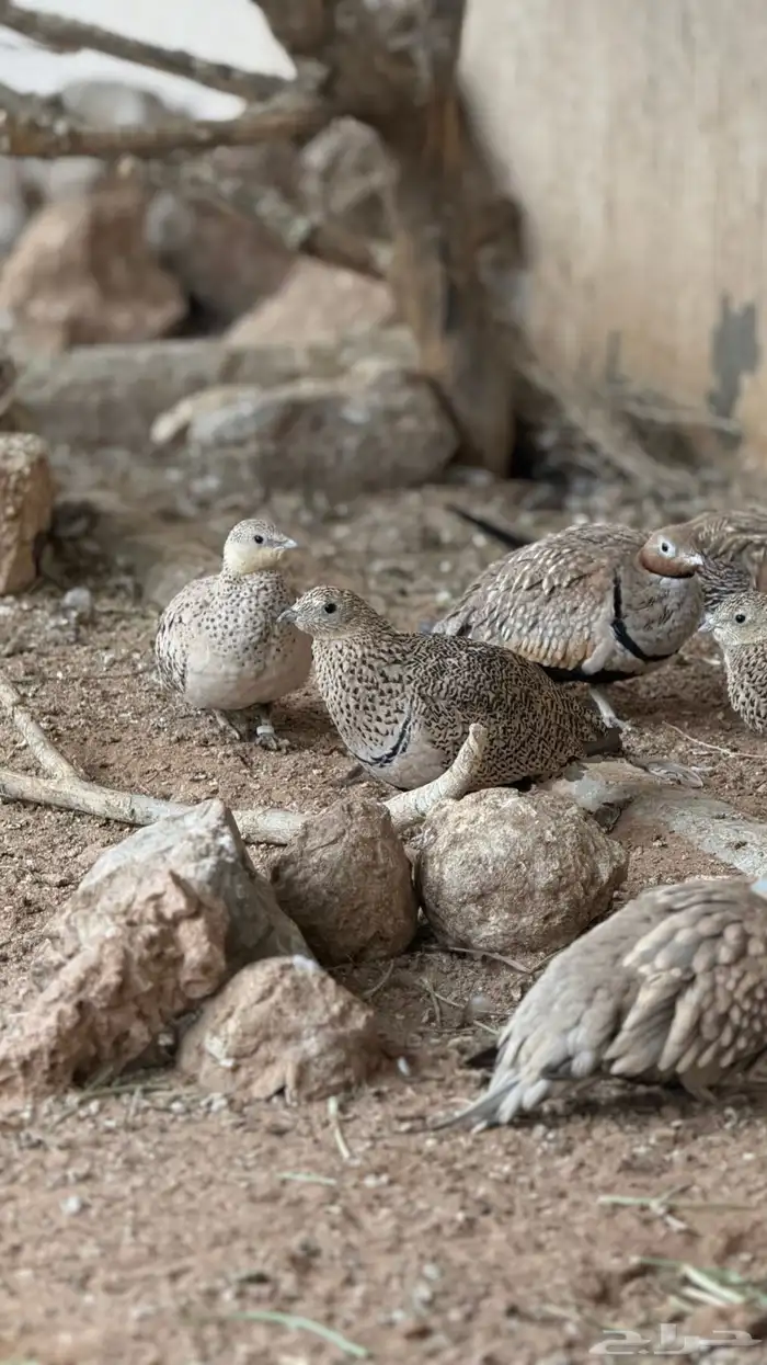 قطا كدري واحيمر ونغاق 4