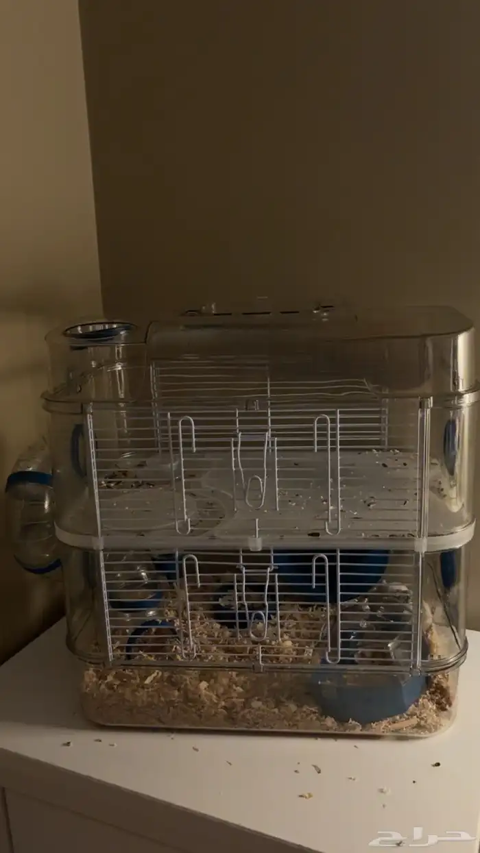 هامسترات للبيع 3