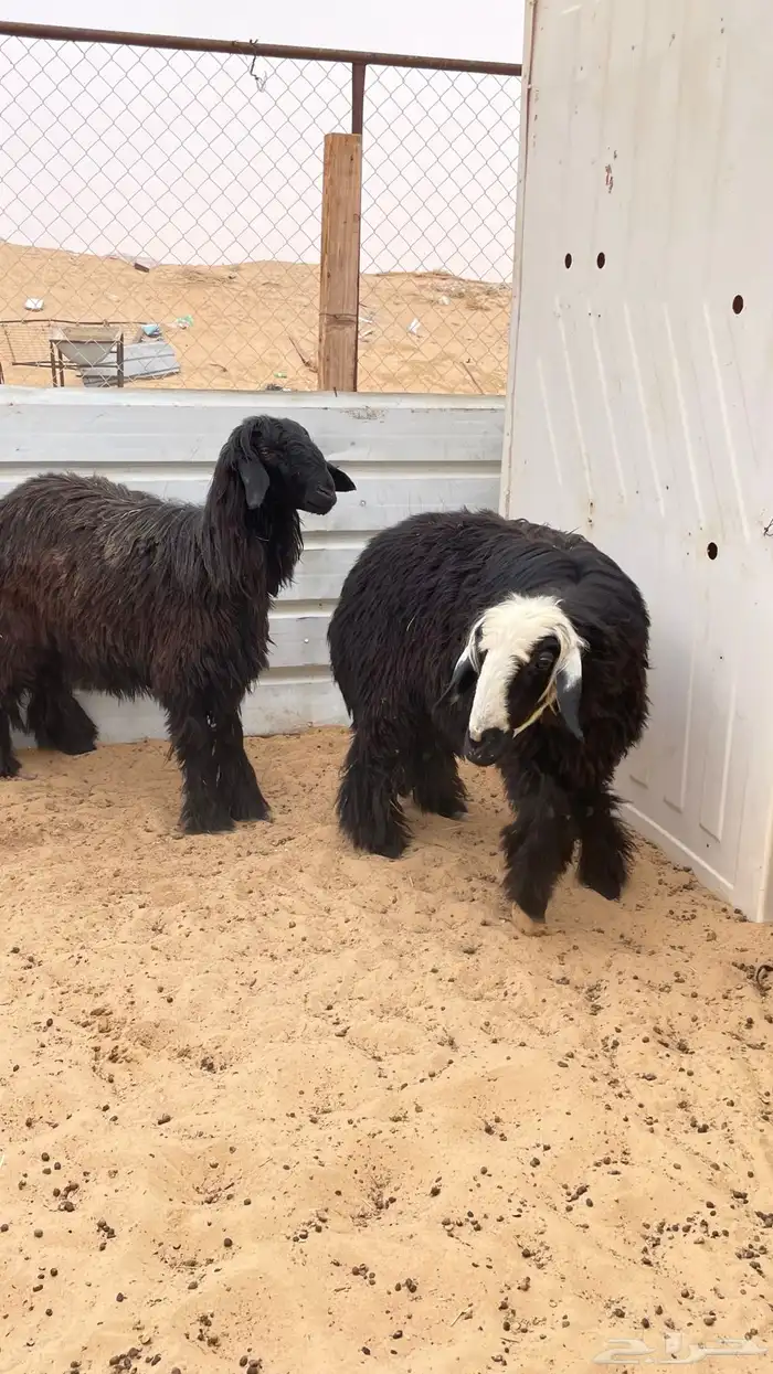 شوهات مقنوي 0