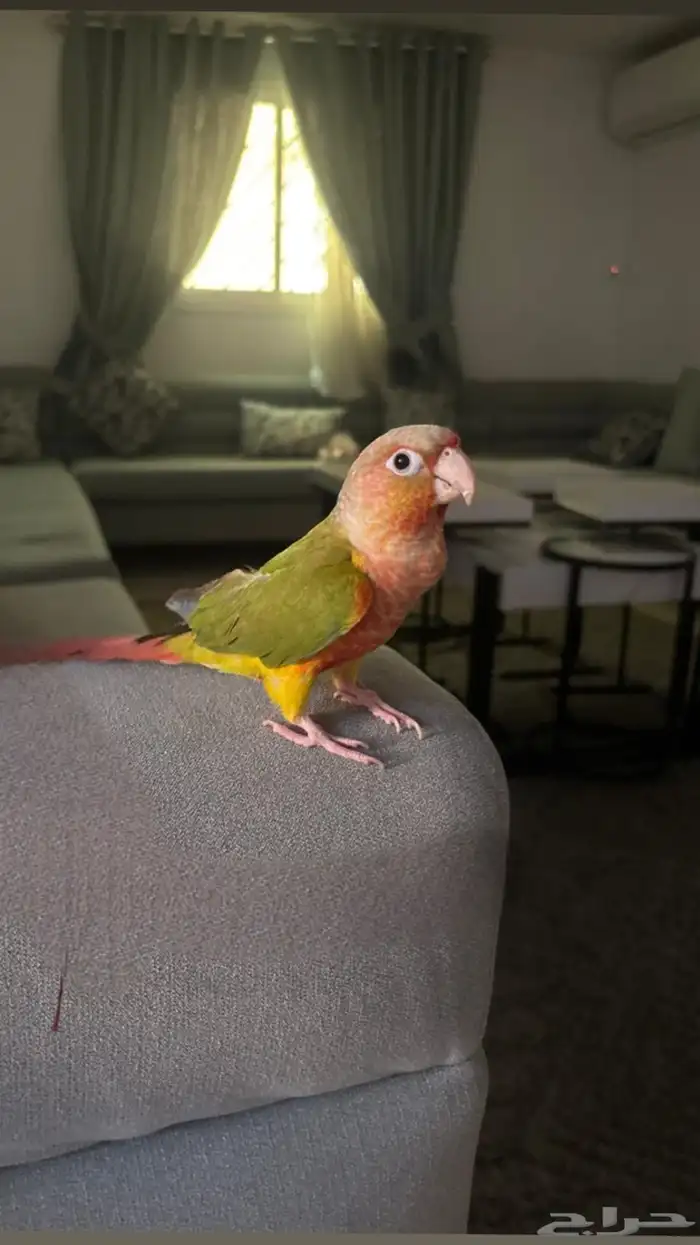ببغاء كنيور اناناس 0