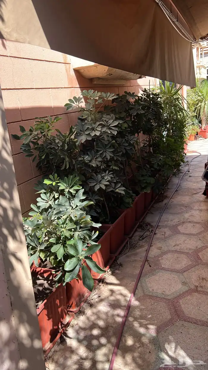 أشجار زينة 4