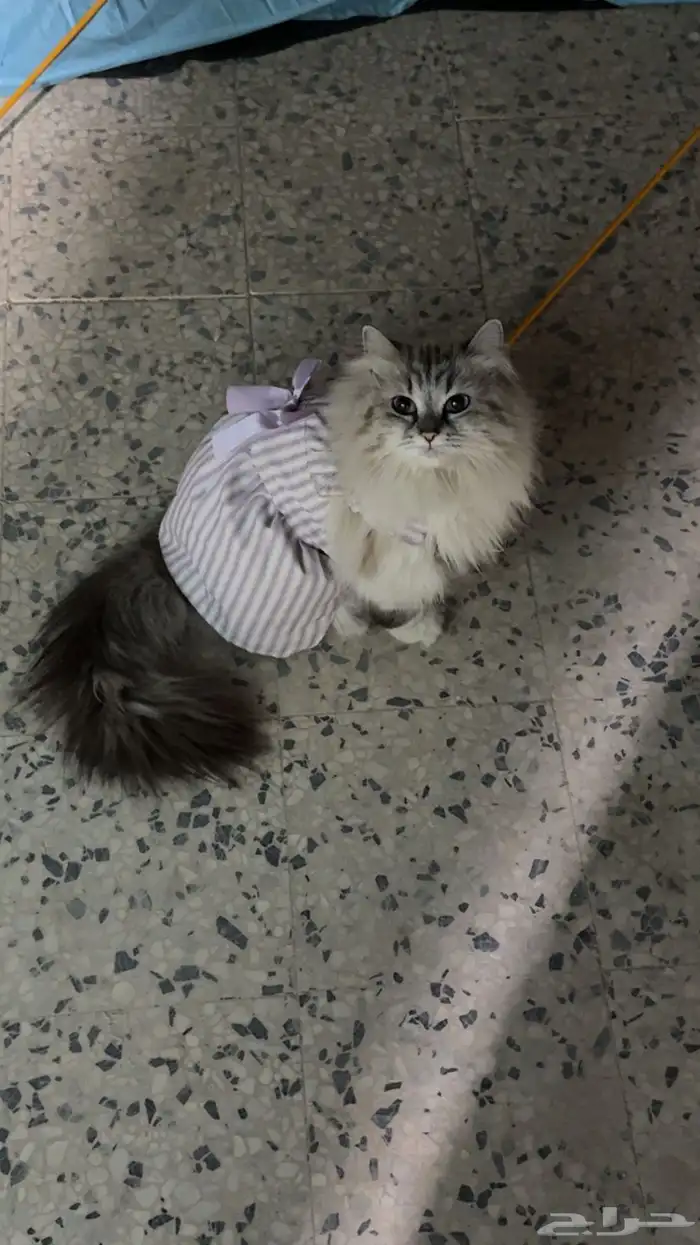 سكوتش لتبني بسعر رمزي 0