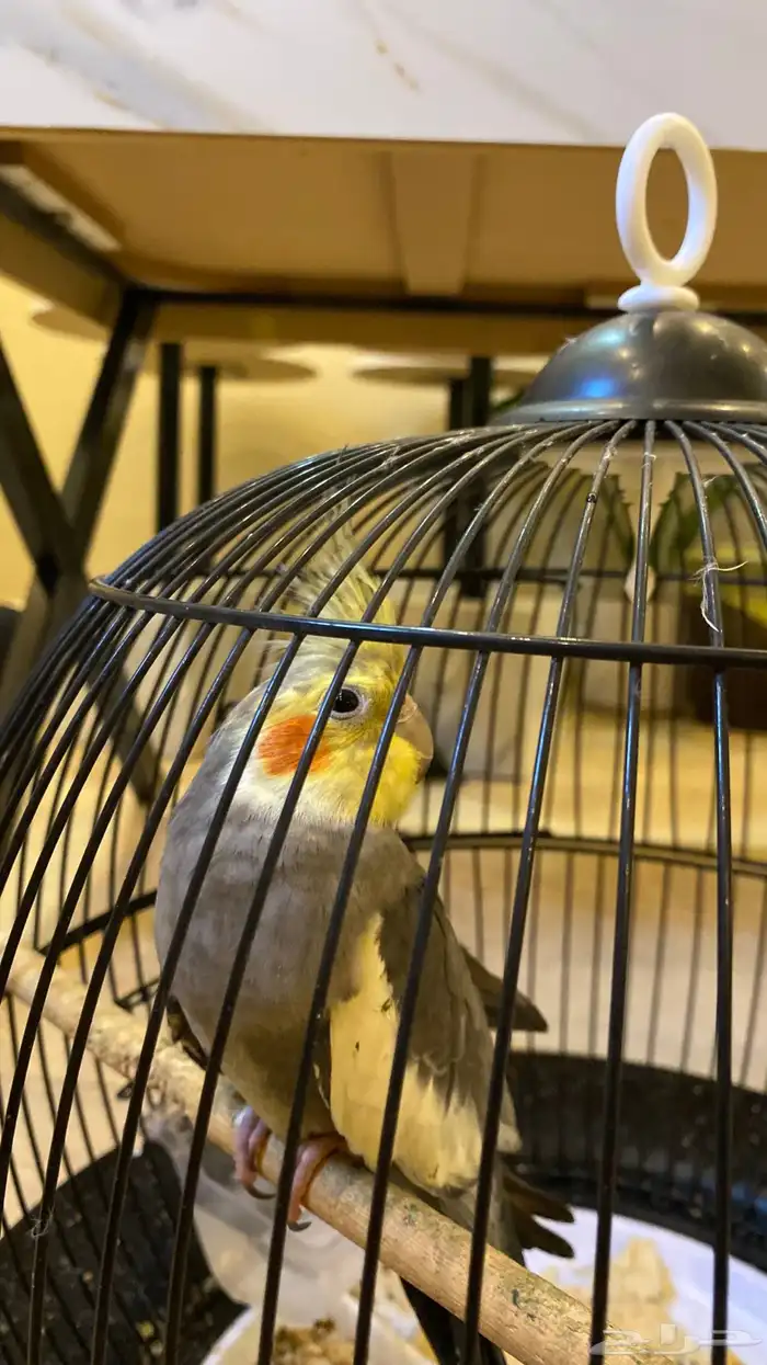 للبيع كروان اليف يتكلم ويغني ويرقص 0