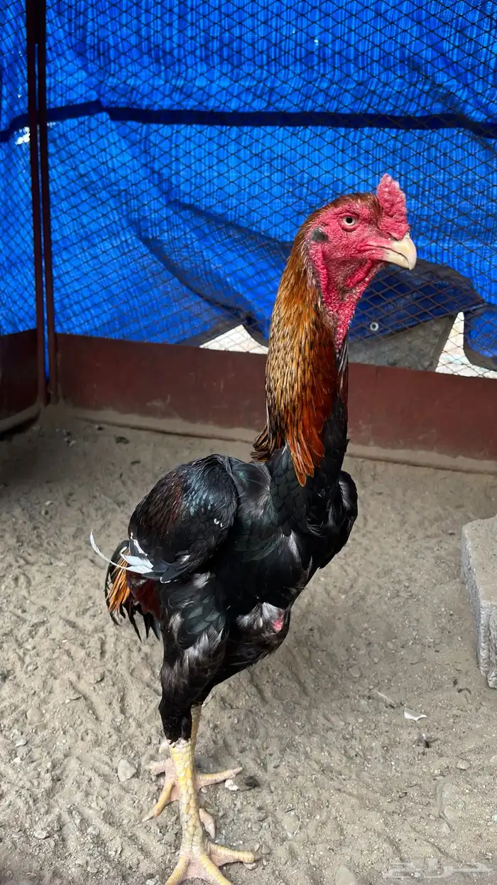 ديك شامو ياباني 0