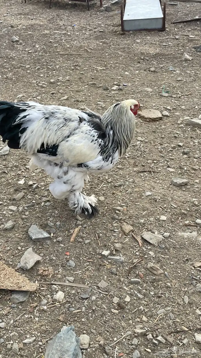 دجاج براهم كولومبي 9