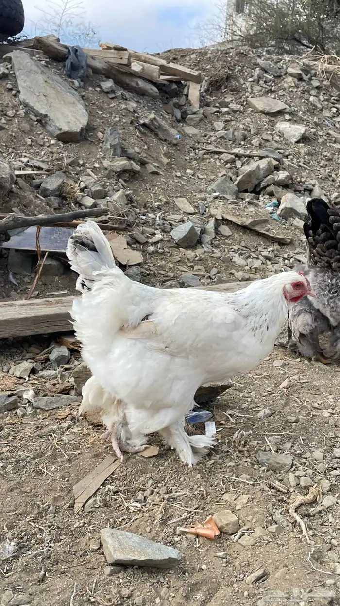 دجاج براهم كولومبي 7