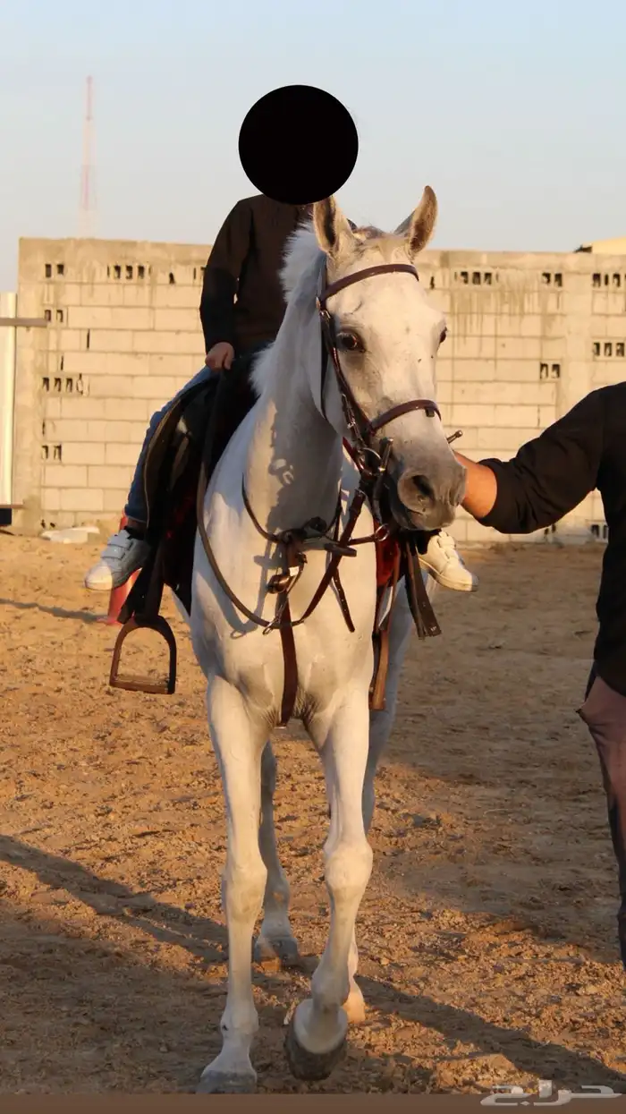 فرس مصريه بيور 2