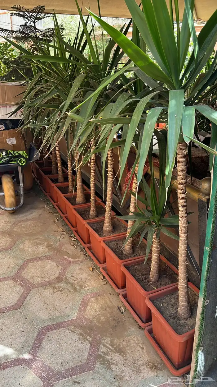 أشجار زينة 1