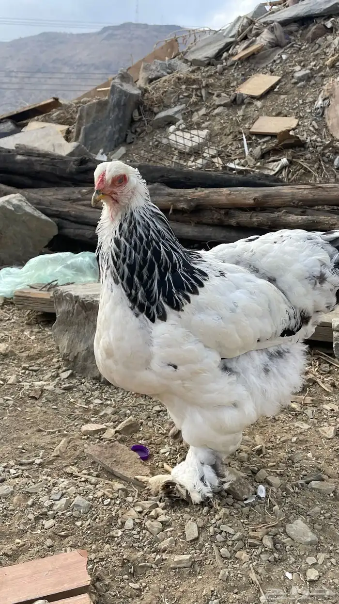 دجاج براهم كولومبي 10