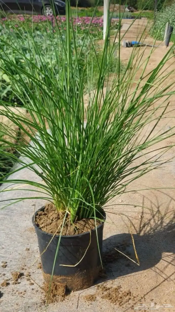 شتلات متنوعه بأرخص الاسعار وأجود المواصفات 5 حتى 24 ريال 23