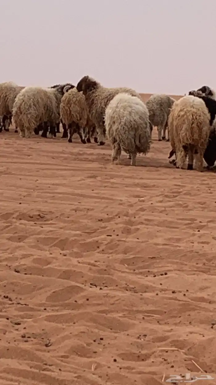 ذبايح نعيم جبر 5