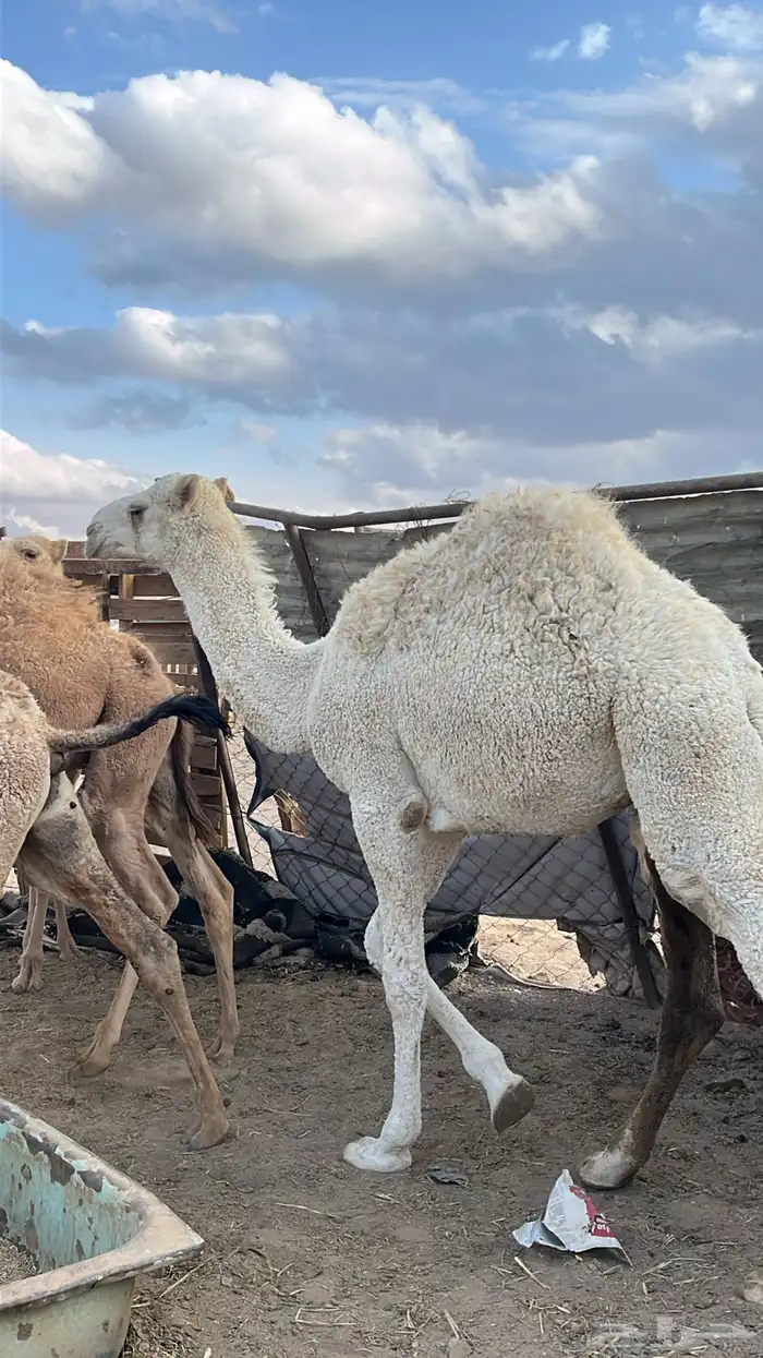 حاشي طيب لحم 0